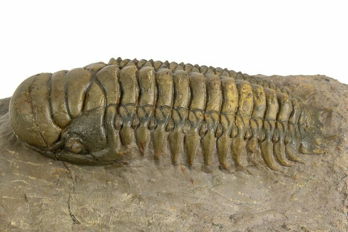 Colorful Crotalocephalina Trilobite - Atchana, Morocco #325872